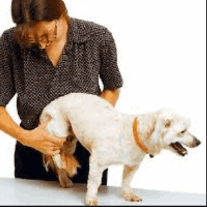 Fisioterapia para la artrosis en los perros