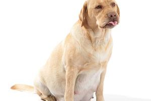 ➤ Galactostasis en Perros. Causas, Síntomas Y Tratamiento