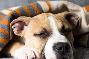 ➤ Influenza o Gripe en los perros ¿Cómo se contagia? Causas