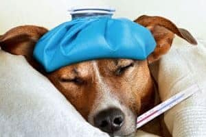 ➤ Guía Médica en PDF sobre la Gripe en los Perros