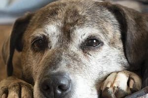 ➤ Guía Médica sobre el Síndrome de Cushing en los Perros