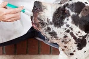 ➤ 7 Medicamentos Humanos Para Tratar la Gripe en los Perros
