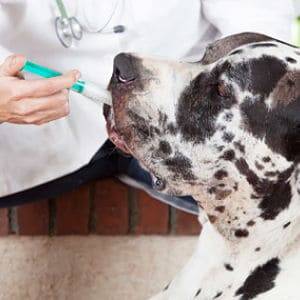 Medicamentos Humanos para la Gripe en los Perros