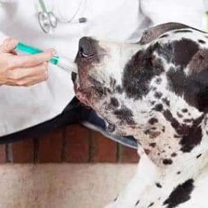 ➤ 7 Medicamentos Humanos Para Tratar la Gripe en los Perros