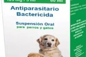 ➤ 3 Efectivos Antibióticos Para El Parvovirus En Perros + Precios