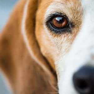 ➤ Síndrome de Cushing en los Perros ¿Qué es? Causas, Razas Propensas