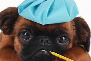 ➤ Síntomas de la gripe en los perros ¿Qué Debes Buscar?