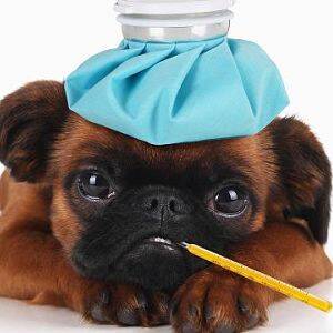 Síntomas de la gripe en los perros
