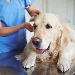 ➤ 11 Síntomas Más Comunes Del Cáncer en los Perros