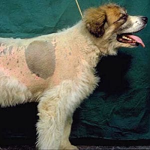 Síntomas del Síndrome de cushing en los perros