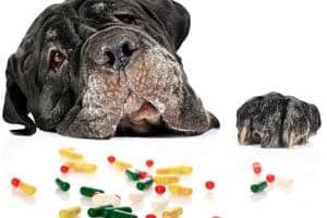 ➤ Tratamiento Médico para el Síndrome de Cushing en los Perros