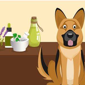 Tratamientos naturales para el Síndrome de Cushing en los perros