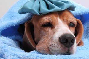 ➤ 3 Tratamientos para la Gripe en los Perros. Medicamentos