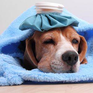 Tratamientos para la gripe en los perros