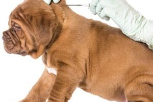 ➤ Vacuna para la Gripe en los Perros ¿Existe? ¿Contra qué protege?