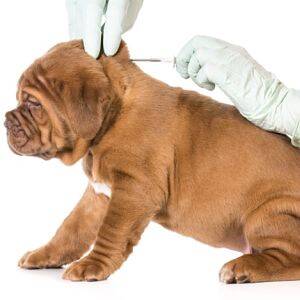 Vacuna para la Gripe en los Perros