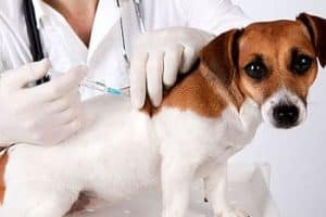 ➤ Vacunas para la Leptospirosis en Perros mas Usadas