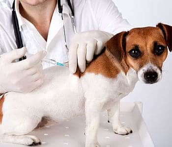 Vacunas para perros opt 1
