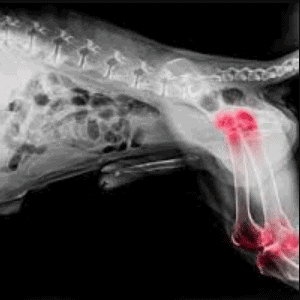 Causas de la artrosis en los perros