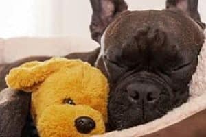 ➤ Gripe en los Perros ¿Cómo cuidar a un perro con gripe?