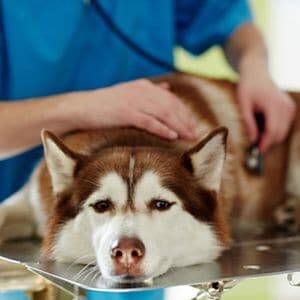 diagnosticar la gripe en los perros