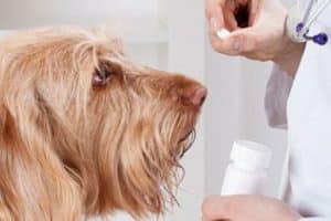 ➤ 3 tipos de Pastillas para la Leptospirosis en Perros como Tratamientos Farmacológico