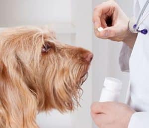 dog getting pill from vet thinkstockphotos 481891647 opt 1