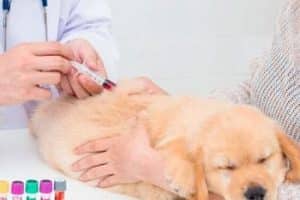 ➤ Como se Diagnostica la Leptospirosis en Perros. Diagnóstico Médico