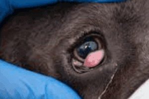 ➤ 9 Enfermedades en los ojos de los perros
