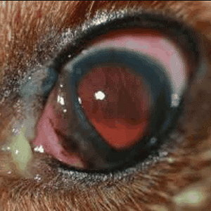 Enfermedades en los ojos de los perros por infecciones