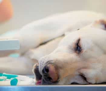 leptospirosis canina diagnostico opt 3 1