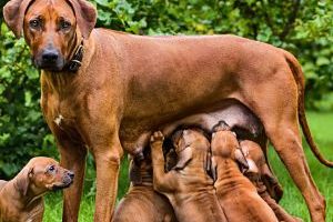 ➤ Mastitis en los Perros ¿Qué es? Causas y Tipos