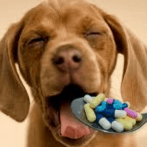 Medicamentos para la ansiedad por separación en los perros