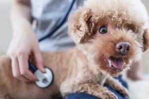 ➤ Efectos de la Leptospirosis en Perros y los Problemas que Puede Causar