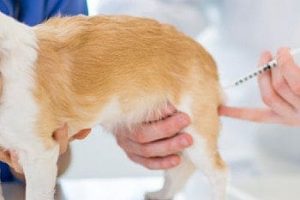 ➤ 3 Antibióticos para la Pancreatitis en Perros mas Efectivos y sus Precios