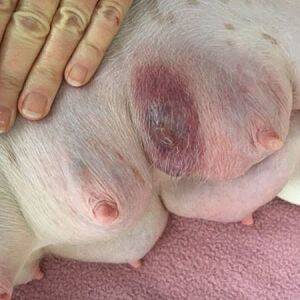 síntomas de la mastitis en los perros