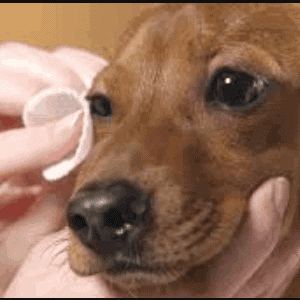 Tratamientos de las enfermedades en los ojos de los perros