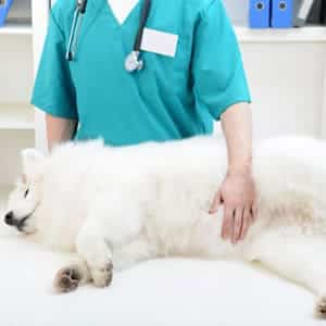 ➤ Tratamientos Médicos para la Mastitis en los perros
