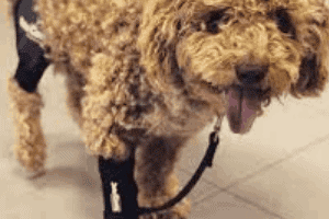 ➤ Tratamientos para la artrosis en los perros