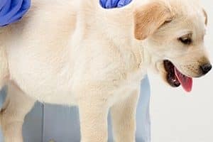 ➤ Efectos Secundarios De La Vacuna Contra El Parvovirus En Los Perros