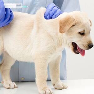 Efectos secundarios de la vacuna contra el parvovirus en los perros