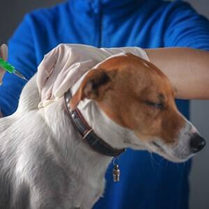 Vacuna contra el parvovirus en perros
