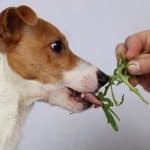 verduras de hoja verde las mejores para el estrenimiento en perros 23336 4 600 opt 2 1