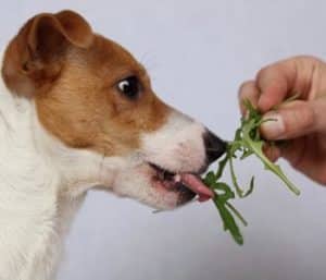 verduras de hoja verde las mejores para el estrenimiento en perros 23336 4 600 opt 2 1