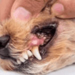 Absceso dental en perros