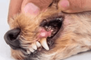 ➤ Absceso dental en perros. Causas y tratamiento
