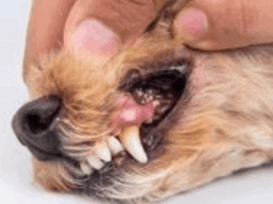 Absceso dental en perros