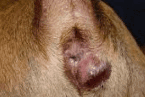 ➤ Absceso perianal en perros. Causas y tratamiento