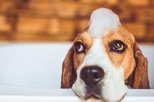 ➤ ¿Cómo Bañar a un Perro con Caspa? Frecuencia y Productos