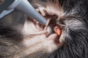 ➤ Causas de las infecciones de oído en los perros y razas más propensas